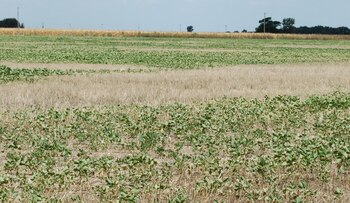La Niña daña especialmente los