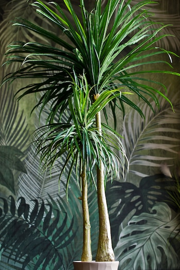 La drácena compacta luce su