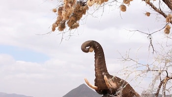 El comportamiento alimentario de los