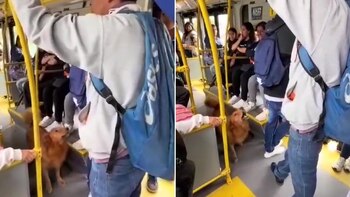 El perro matemático que conquista