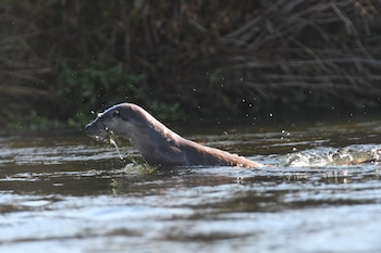 Las nutrias son más sociales que territoriales, pero son capaces de detectar a intrusos por sus heces
