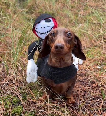 Los perros salchicha de Michaela Bouskova se prepararon para Halloween con atuendos a medida