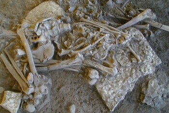 El redescubrimiento del Sahara Verde