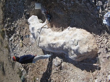 Los huesos tienen una antigüedad estimada de 155 a 160 millones de años, correspondiendo al Jurásico Superior (MEF Chubut)