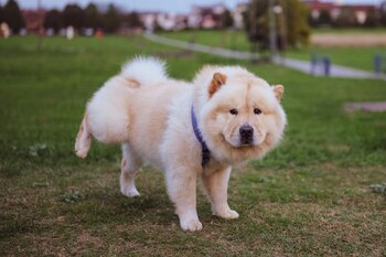Imagen de un Chow chow