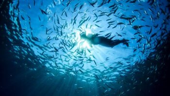 La Administración Nacional de Aeronáutica y el Espacio dio a conocer una problemática que ha generado preocupación en la comunidad científica y la sociedad en general