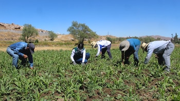 Agro de Arequipa llega a 52 países tras registrar un gran crecimiento exportador