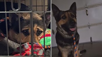 El canino está resguardado en