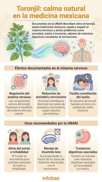 Infografía con una planta de toronjil, un cerebro y el sistema nervioso. Seis ilustraciones detallan los efectos del toronjil en la ansiedad, el sueño y el sistema digestivo.