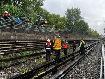 Retiraron árbol que cayó en