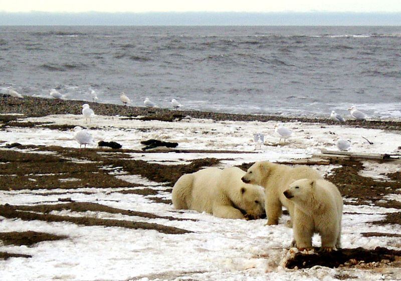 El estudio, liderado por la Universidad de Copenhague, desafía la creencia de que la fijación de nitrógeno era imposible bajo el hielo marino/Archivo Servicio de Pesca y Vida Silvestre de Estados Unidos/Handout via REUTERS