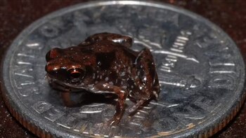 Sie entdeckten in Mexiko sechs