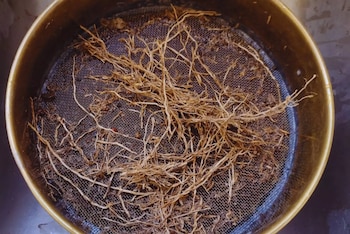 Un estudio reveló cómo el sistema radicular del agropiro mejora el uso del agua, aporta carbono y fortalece la estabilidad productiva