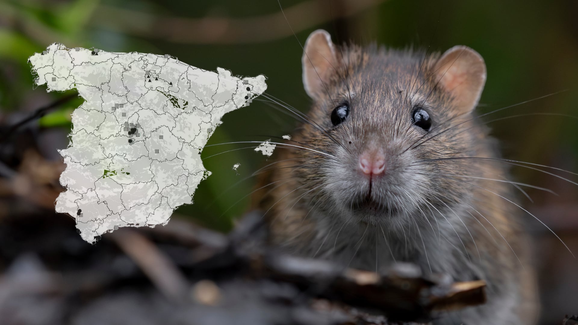 Cómo luchar contra las ‘superratas mutantes’ de Madrid (Montaje Infobae, Science Direct)