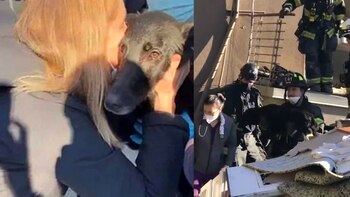 El rescate de la perrita