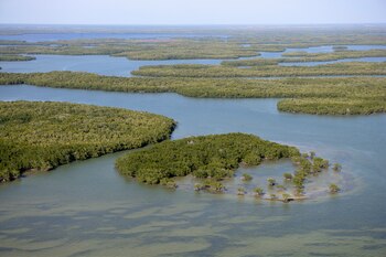 Los Everglades, un ecosistema único