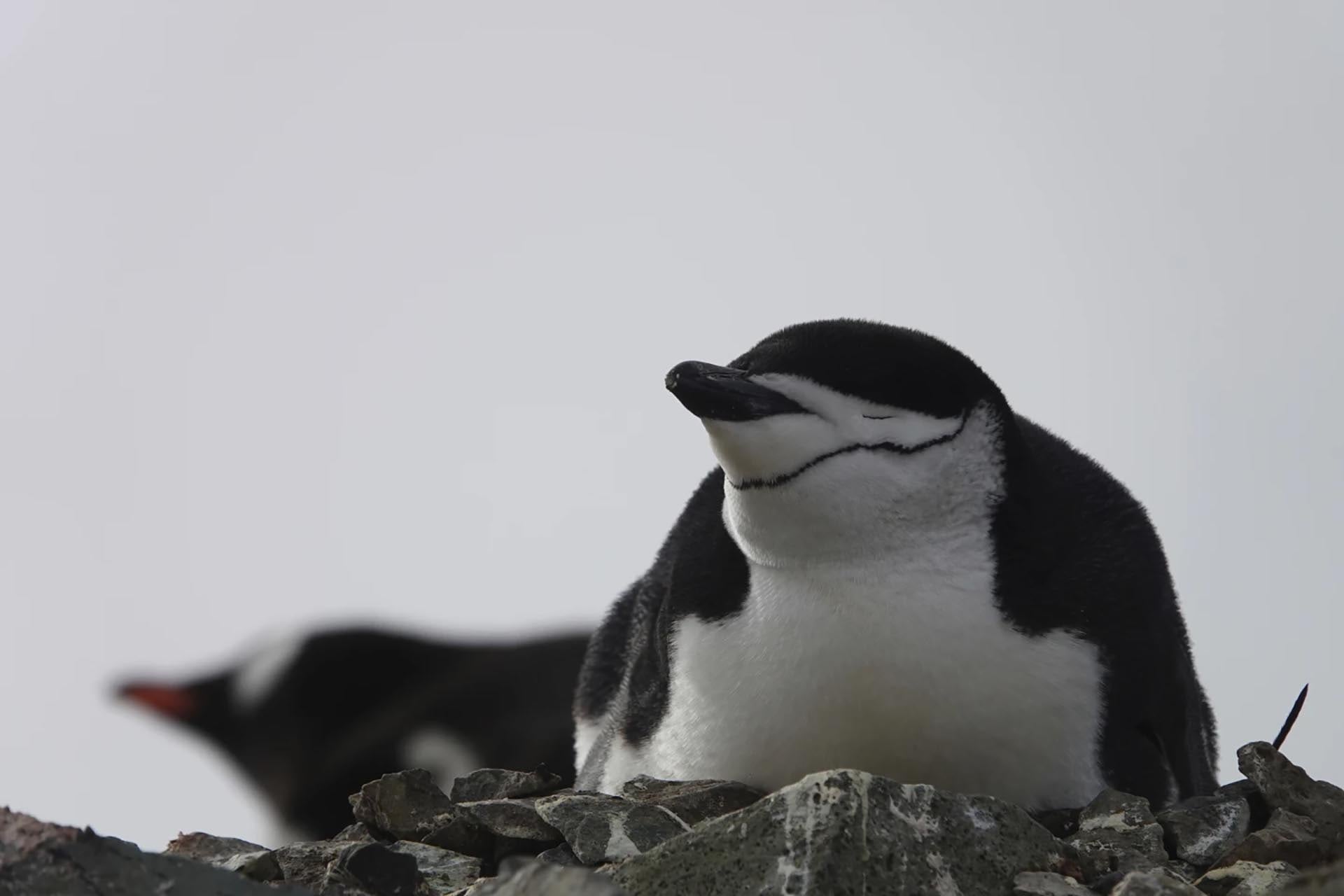 Colonia de pingüinos más grande del mundo colapsa por calentamiento oceánico
