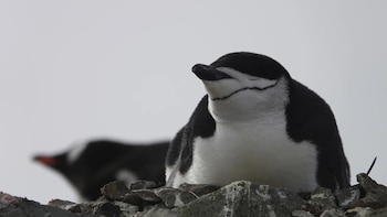 La colonia de pingüinos más grande del mundo está colapsando: qué indica un estudio