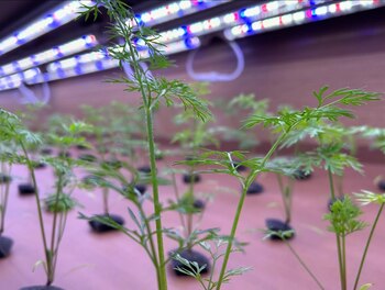 La micro niebla aeropónica de