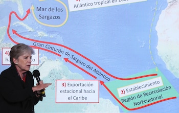 La secretaria de Medio Ambiente, Alicia Bárcena, explicó que el arribo masivo de sargazo a las costas mexicanas tiene su origen en un cambio en la circulación oceánica registrado desde 2011.