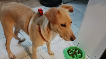Abandonó a un perro en la calle y todo quedó grabado por una cámara de seguridad: ahora le buscan un nuevo hogar
