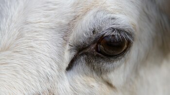 Los investigadores creen que podría