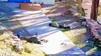 “Le han destrozado la cara”: Adolescentes fueron brutalmente golpeados y asesinados en Puno