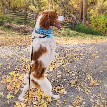 Dexter se adaptó a su