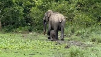 Un elefante asiático equipado con