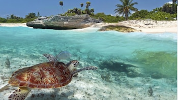 Playa Akumal, Quintana Roo: nada con tortugas en aguas cristalinas del Caribe mexicano