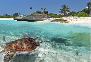 Tortuga nadando en las playas
