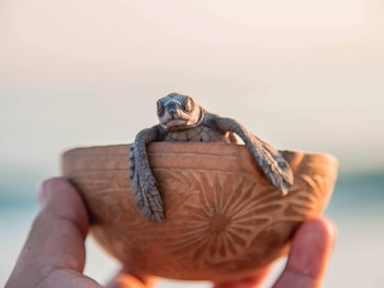 Cría de tortuga marina en un cuenco decorado, sostenido por una mano. El fondo presenta el mar y un cielo claro con luz suave