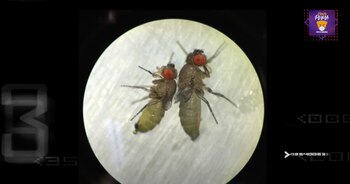 Los marcadores genéticos de las