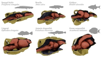 Un estudio internacional revela la diversidad extrema en el tamaño y la forma del cerebro de peces de aletas radiadas (Rodrigo Figueroa (PRSB 2026)