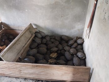 El tráfico de fauna es