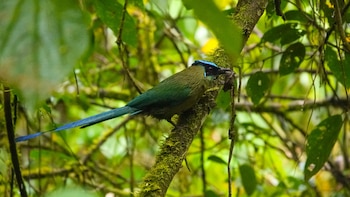 San Cristóbal de Pucutá-Menkori fortalece su potencial turístico tras registrar más de 100 aves.(Foto: FB/@Peru Women Birders)