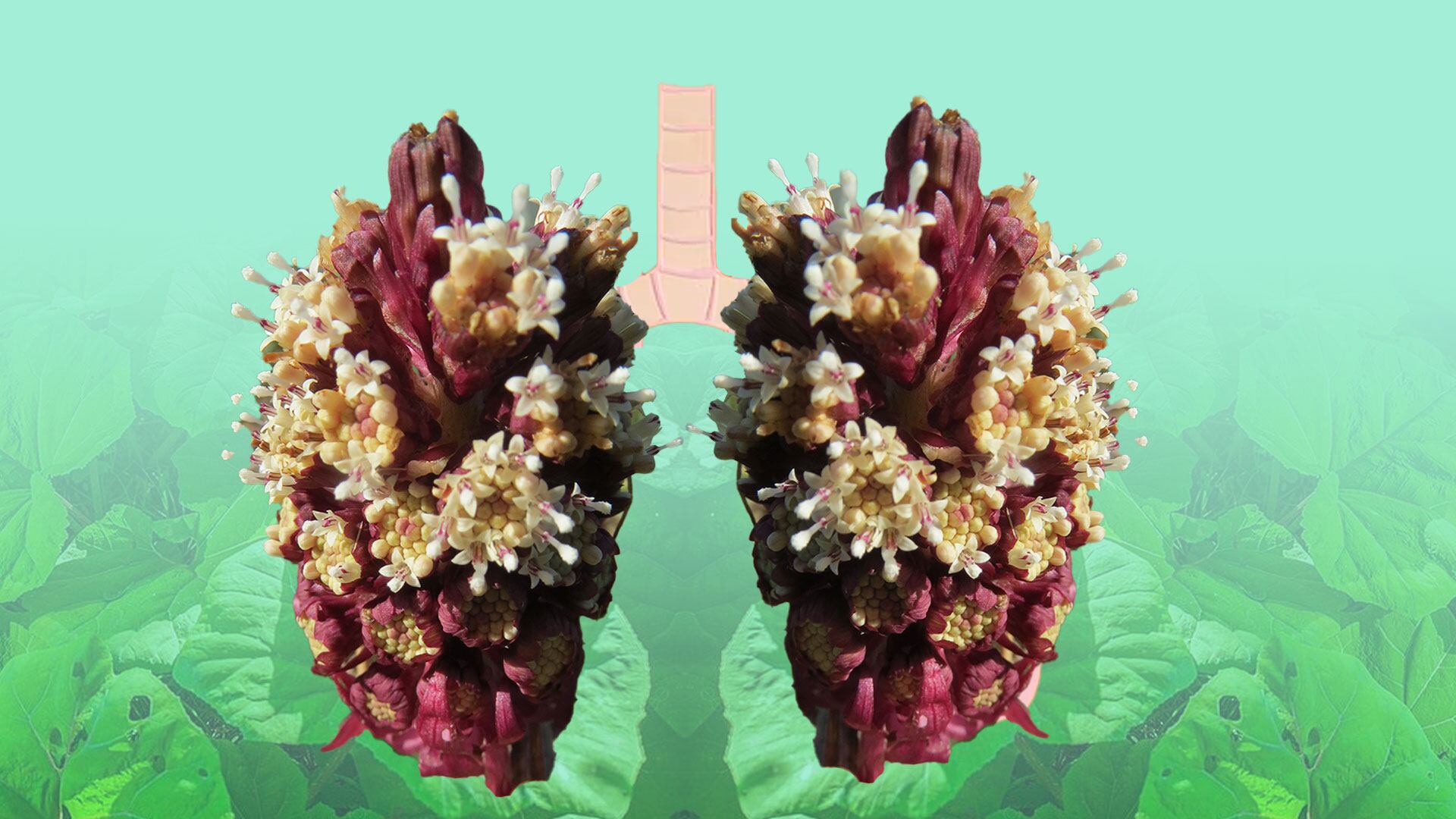 Es un aliado natural para también aliviar migrañas, reducir alergias estacionales y apoyar la salud respiratoria