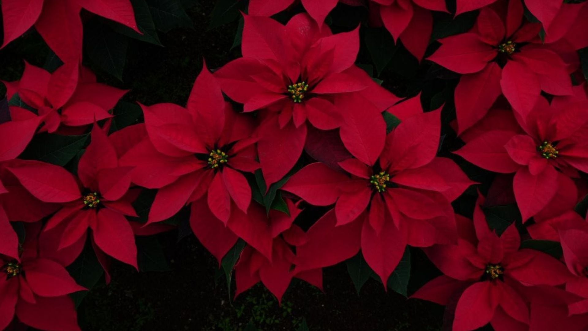 La tradicional flor se encuentra disponible en distintos puntos de la CDMX. (Sedema)