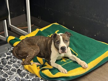 Voluntarios del SRSL le dieron