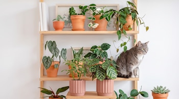 PLANTAS EN CASA DECO