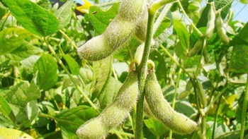 En Paraguay, la falta de lluvias generalizadas y en niveles importantes está afectando a los cultivos de soja que se encuentran en un período “crítico” para la determinación de los rendimientos de la oleaginosa (Infobae)