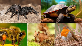 Estos animales utilizan métodos innovadores