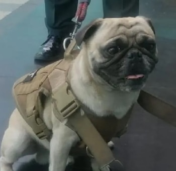 Sujeto golpeó brutalmente a perrito