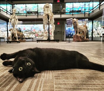 Sir Indiana Bones se ha