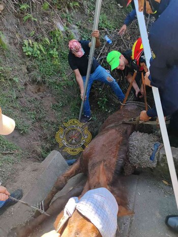 Con apoyo de un veterinario