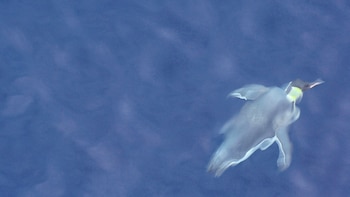 Capaces de cubrir más de 11.000 kilómetros en cada temporada migratoria, los pingüinos de Magallanes abandonan las costas argentinas para alcanzar playas remotas de Uruguay e incluso del sur de Brasil