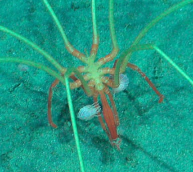 El estudio identificó a los crustáceos como Mesopleustes abyssorum y a sus huéspedes como Colossendeis colossea, una araña oceánica de gran tamaño (Gentileza, estudio Haciendo autostop en las profundidades marinas: Anfípodos abrazan a arañas marinas en el Océano Pacífico Sudeste, publicado en Ecology)