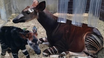 La cría trae esperanza a