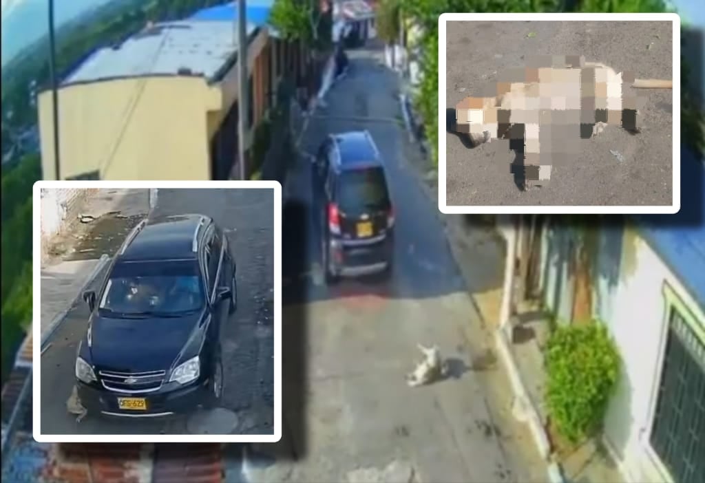 Una cámara de seguridad captó el momento en que el conductor de un vehículo atropelló a un perro, lo arrastró varios metros y luego huyó del lugar sin prestarle ayuda, en Neiva