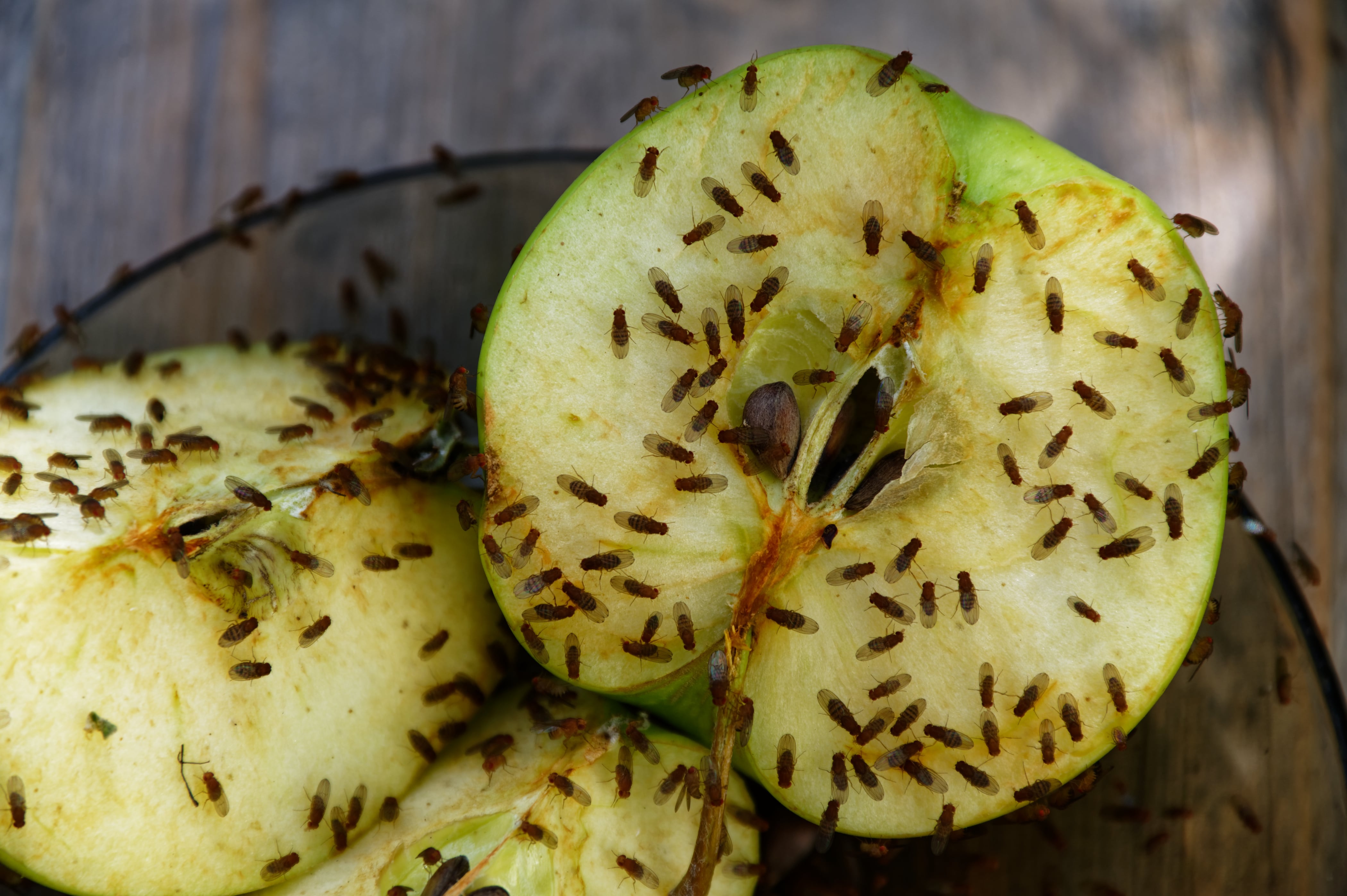 La estrategia sanitaria protege la producción frutícola de Río Negro y Neuquén y permite exportar fruta fresca a mercados como Estados Unidos y China
Mosca de la fruta. (Adobe Stock)